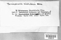 Hypochnicium eichleri image
